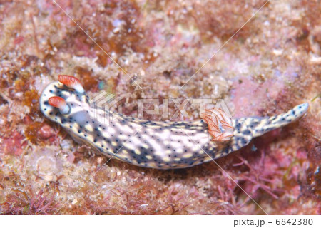 ウミウシ 6842380