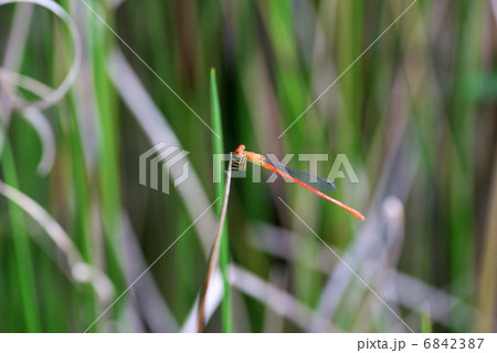 ベニイトトンボ 6842387