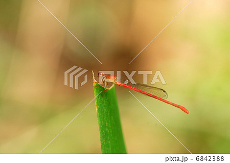 ベニイトトンボ 6842388