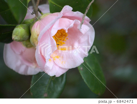 椿の花 6842471