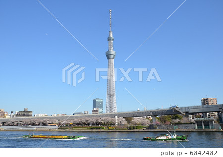 スカイツリーと桜 スカイツリーと桜 6842482