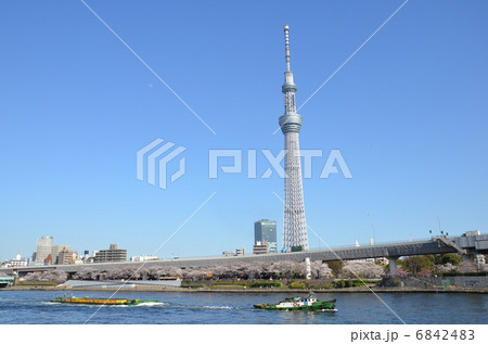 スカイツリーと桜 スカイツリーと桜 6842483