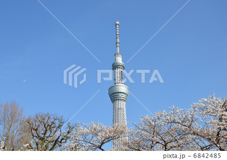 スカイツリーと桜 スカイツリーと桜 6842485