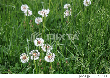 草原のタンポポ 6842741