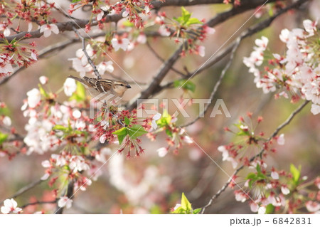 桜とニュウナイスズメ 6842831