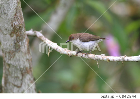 シロハラハナドリ シロハラハナドリ 6842844