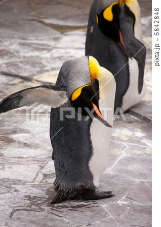 ペンギン 6842848