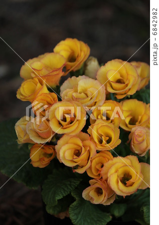 素敵な花 素敵な花 6842982