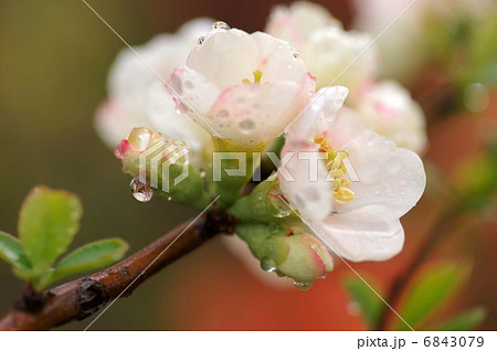 ボケの花 ボケの花 6843079