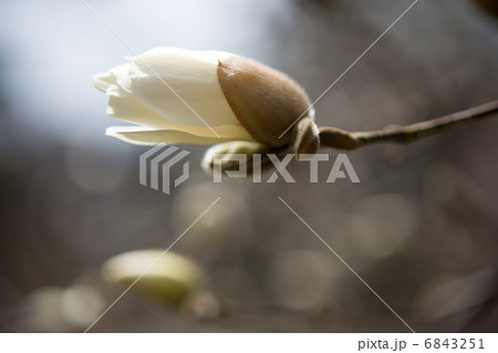 コブシ コブシ 6843251