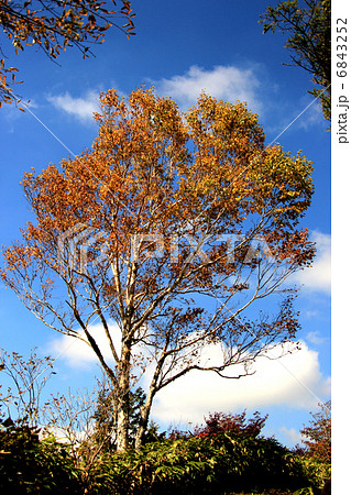 紅葉 6843252