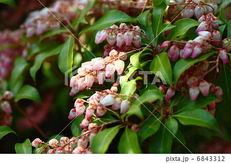 アケボノアセビ 6843312