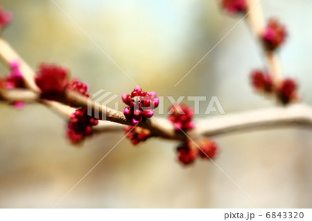 ハナズオウの蕾み 6843320