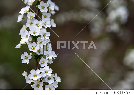 ユキヤナギ 6843358