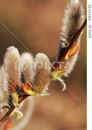 ネコヤナギ 6843546