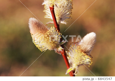 ネコヤナギ 6843547