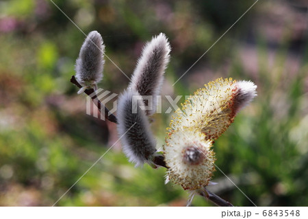 ネコヤナギ 6843548