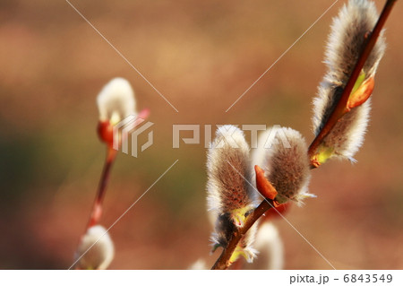 ネコヤナギ 6843549