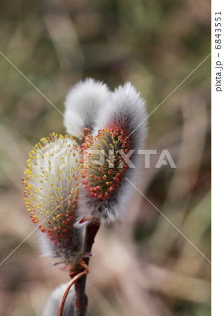 ネコヤナギ 6843551