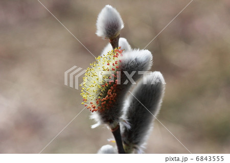 ネコヤナギ 6843555