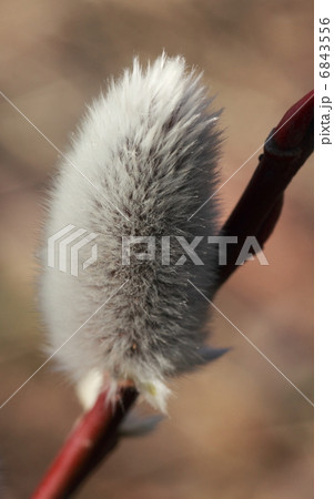 ネコヤナギ 6843556