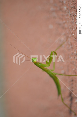 カマキリ 6843571