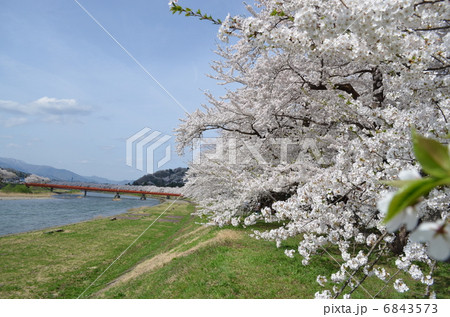 角館サクラ 6843573