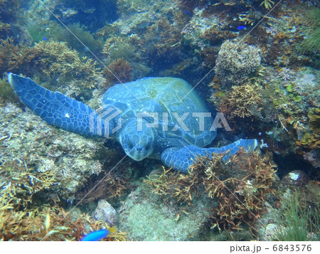 アオウミガメ アオウミガメ 6843576
