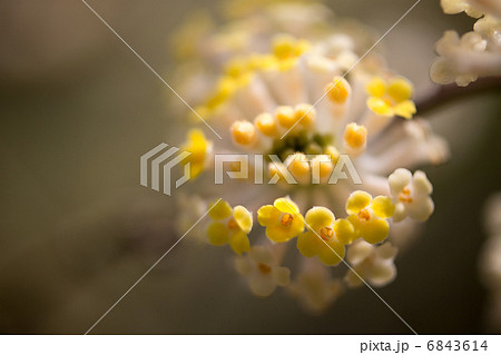 ミツマタ ミツマタ 6843614