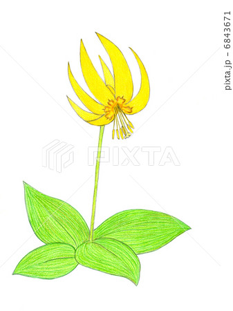 かたくりの花　黄花 6843671