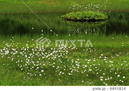 栂池自然園　浮島湿原のワタスゲ 6843824