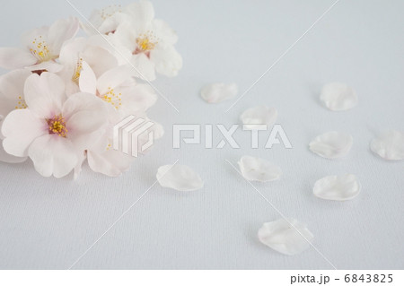 桜（ソメイヨシノ） 6843825