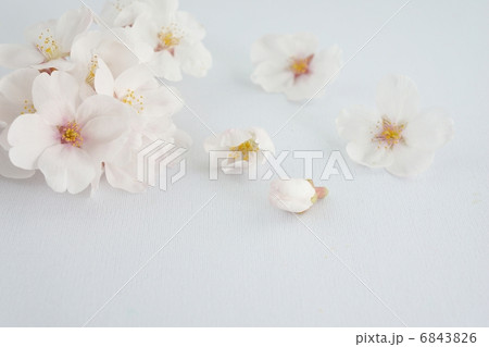 桜(ソメイヨシノ) 桜(ソメイヨシノ) 6843826