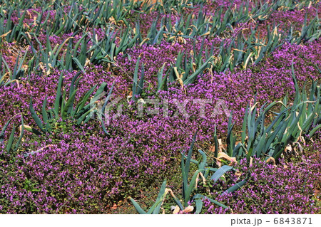 仏の座に覆われしネギ畑 仏の座に覆われしネギ畑 6843871