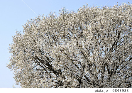 コブシ（辛夷） 6843988