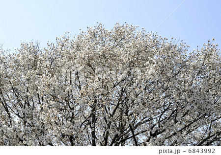 砂川堀の大こぶし（ところざわ百選） 6843992