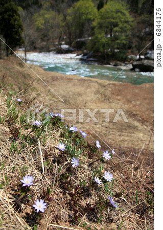 イチゲの咲く川原 6844176