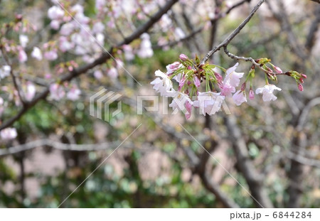 ササベザクラ 6844284