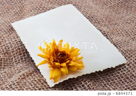 Blank card with flower Blank card with flower 6844371
