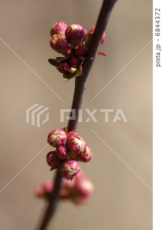 ボケのつぼみ 6844372