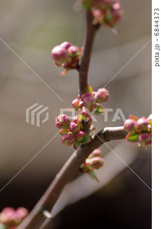 ボケのつぼみ ボケのつぼみ 6844373