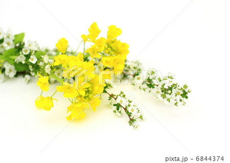 菜の花とユキヤナギ 6844374