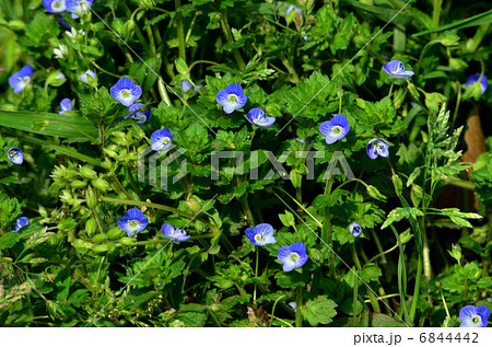 野草・オオイヌノフグリ ゴマノハグサ科 野草・オオイヌノフグリ ゴマノハグサ科 6844442