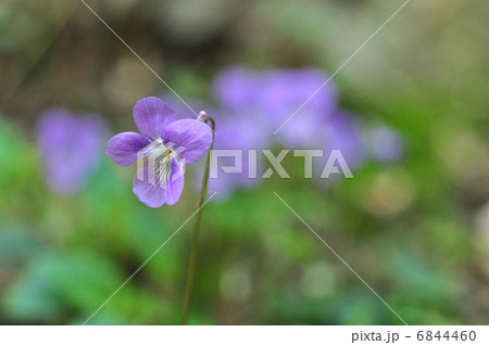 ナガバタチツボスミレ ナガバタチツボスミレ 6844460