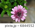 オステオスペルマム 6844552