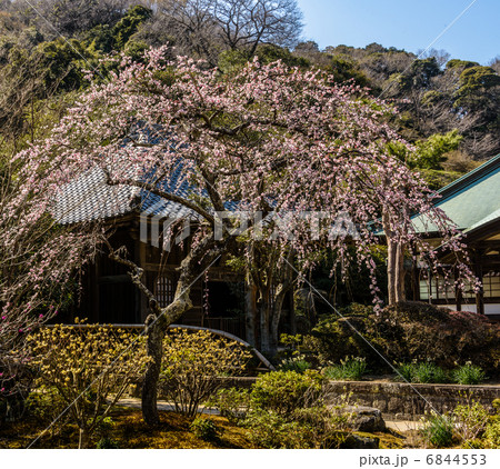 海蔵寺　しだれ梅 6844553