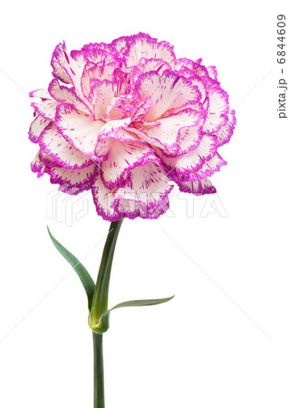 Beautiful pink flower 6844609