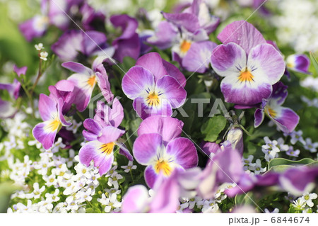 ビオラの花 6844674