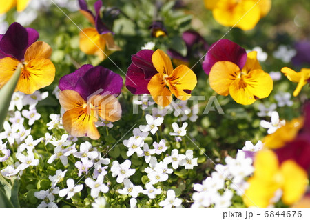 ビオラの花 6844676