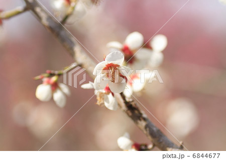 梅の花 6844677